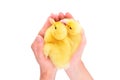 Two cute ducklings sitting in female hands Royalty Free Stock Photo