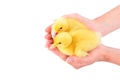 Two cute ducklings sitting in female hands Royalty Free Stock Photo