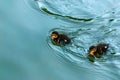 Two little cute ducklings swimming in pond Royalty Free Stock Photo