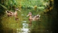 Two cute ducks with brown plumage swim in a clear forest river near the shore. Wildlife and fauna Royalty Free Stock Photo