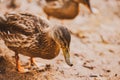 Two cute ducks with brown plumage are walking along the muddy shore of the pond Royalty Free Stock Photo