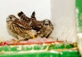 Two cute eagle chicks together on a dirty wall look out with their big eyes. Royalty Free Stock Photo