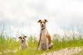 Two cute enchanting dogs are sitting together without humans. Small Jack Russell Terrier doggy and a big mongrel friend Royalty Free Stock Photo