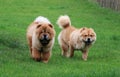 Two cute fluffy brown dogs running on the grass at a park