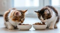 Two cute fluffy cats eats pet food from bowl. Kitten is not eating. Healthy food for pets.