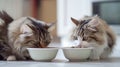 Two cute fluffy cats eats pet food from bowl. Kitten is not eating. Healthy food for pets.