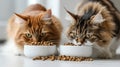 Two cute fluffy cats eats pet food from bowl. Kitten is not eating. Healthy food for pets. Royalty Free Stock Photo