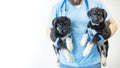 two cute fluffy German Shepherd puppy on veterinarian& x27;s hands. vet examines the dog. banner with copy space Royalty Free Stock Photo