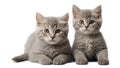 Two cute fluffy kittens isolated on white background Royalty Free Stock Photo