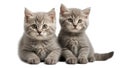 Two cute fluffy kittens isolated on white background domestic Royalty Free Stock Photo