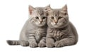 Two cute fluffy kittens isolated on white background domestic funny adorable Royalty Free Stock Photo