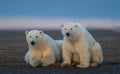 Two cute fluffy polar bears faced camera lying down in natural habitat Royalty Free Stock Photo