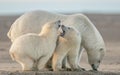 Two cute fluffy white polar bears playing with each other and their mom Royalty Free Stock Photo