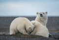 Two cute fluffy white polar bears playing with each other and their mom Royalty Free Stock Photo