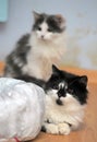 Two cute fluffy young cats