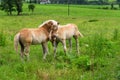 Cute foals having fun in pasture, Austria