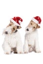 Two cute foxterrier with christmas hat