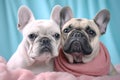 Two cute french bulldogs, posing together. Pets, friendship, love concept.