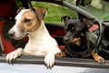 Two cute friendly little dogs in the car. Jack Russell breed