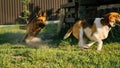 Two cute friends dogs playing together and biting. Agressive dogs. Dog attack. Dog fight. German shepherd