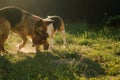 Two cute friends dogs playing together and biting. Agressive dogs. Dog attack. Dog fight. German shepherd Royalty Free Stock Photo