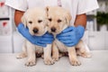 Two cute but frightened labrador puppy dogs at the veterinary doctor office