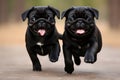 Two cute funny black pugs Royalty Free Stock Photo