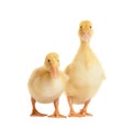 Two cute funny curious ducklings isolated on white background Royalty Free Stock Photo