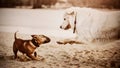 Two cute funny dogs play with each other on a sandy beach. A walk with a pet Royalty Free Stock Photo