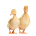 Two cute funny ducklings isolated on white background Royalty Free Stock Photo