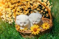 Two cute funny little kittens sit in a basket Royalty Free Stock Photo