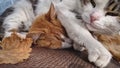 Two cute and funny tomcats sleeping cozy together outdoors