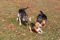 Two cute german shepherd dog puppies and english beagle puppy are playing in the autumn park. Pet animals. Royalty Free Stock Photo