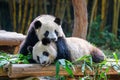 Two cute giant pandas playing together