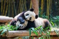 Two cute giant pandas playing together