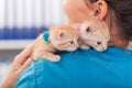 Two cute ginger kittens on the veterinary professional shoulder