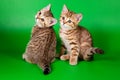 Two cute ginger tabby british kitten