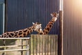 Two cute giraffe in a enclosure in a zoo. Sun flare. Popular animal behind metal fence Royalty Free Stock Photo