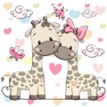 Two cute giraffes