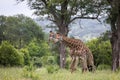 Two Cute Giraffes Walking Among The Green Trees In The Wilderness