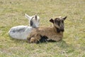 Two cute goatlings outdoors Royalty Free Stock Photo