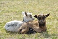 Two cute goatlings Royalty Free Stock Photo