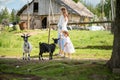 two cute goats on an animal farm on a sunny day. Behind them a mother and her little daughter are walking. Royalty Free Stock Photo