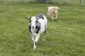Two cute goats in a lush green pasture