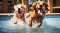 Two cute Golden retriever dogs enjoy playing in pet friendly hotel swimming pool on vacation. Generative AI