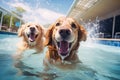 Two cute Golden retriever dogs enjoy playing in pet friendly hotel swimming pool on vacation. Generative AI Royalty Free Stock Photo