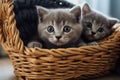 Two cute gray kittens are sitting in a wicker basket Royalty Free Stock Photo