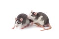 Two cute gray-white rats on a white background close-up.