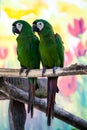 Two cute green parrots Royalty Free Stock Photo