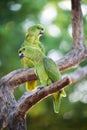Two cute green parrots Royalty Free Stock Photo